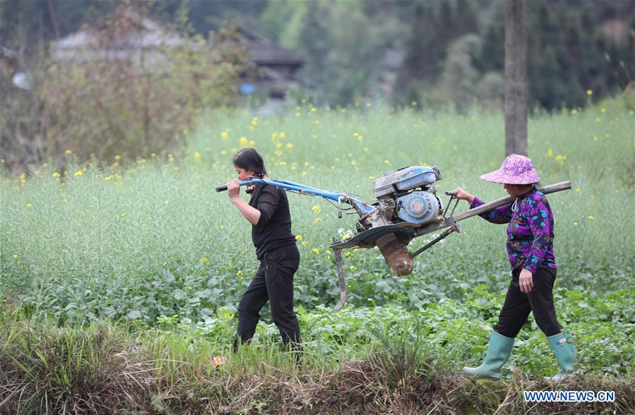 #CHINA-GUIZHOU-FARM WORK (CN)