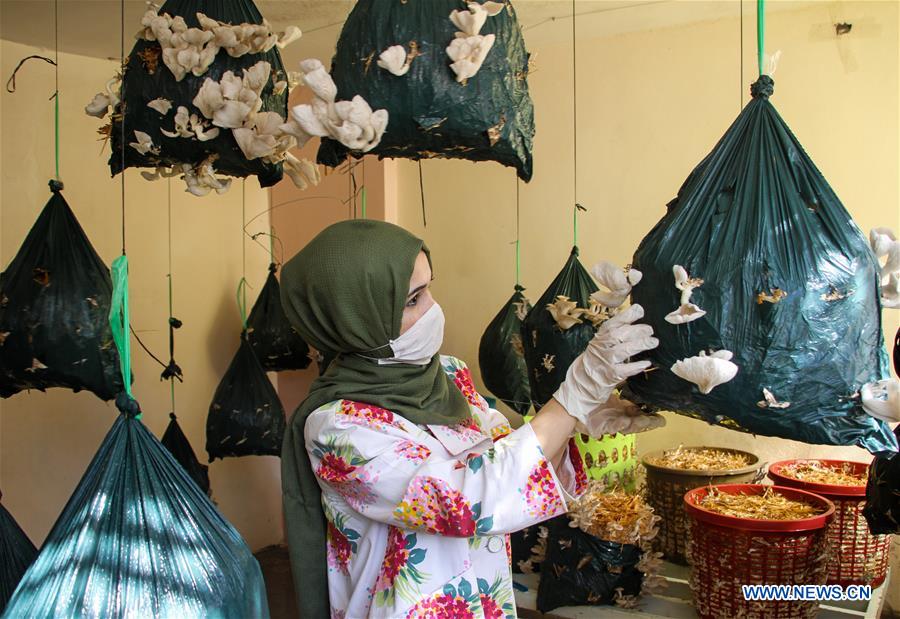 MIDEAST-GAZA CITY-OYSTER MUSHROOMS