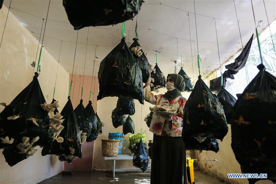 MIDEAST-GAZA CITY-OYSTER MUSHROOMS