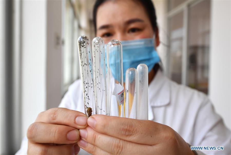 CHINA-HAINAN-DANZHOU-FALL ARMYWORM-RESEARCH (CN)