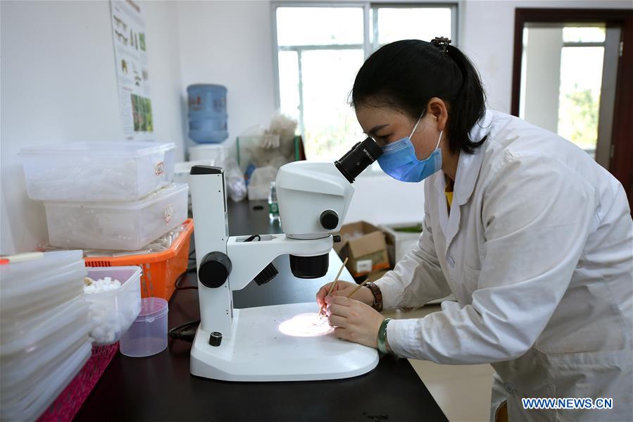 CHINA-HAINAN-DANZHOU-FALL ARMYWORM-RESEARCH (CN)
