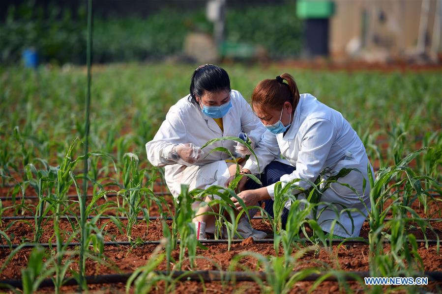 CHINA-HAINAN-DANZHOU-FALL ARMYWORM-RESEARCH (CN)