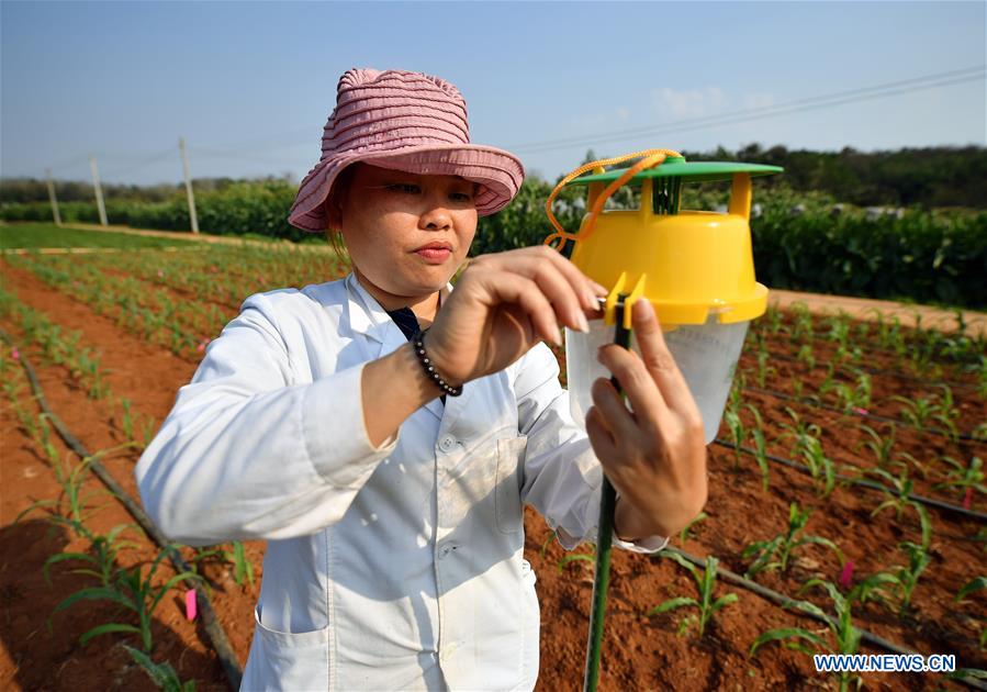 CHINA-HAINAN-DANZHOU-FALL ARMYWORM-RESEARCH (CN)