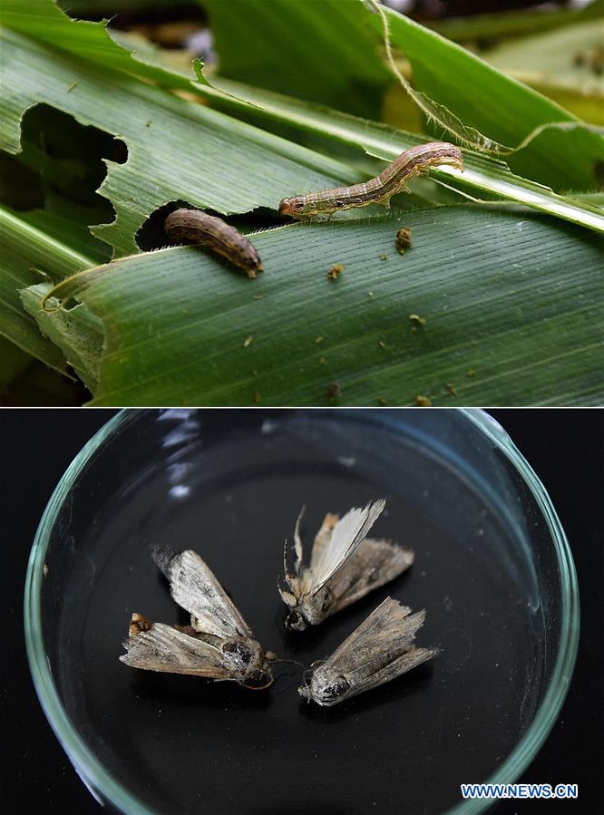 CHINA-HAINAN-DANZHOU-FALL ARMYWORM-RESEARCH (CN)