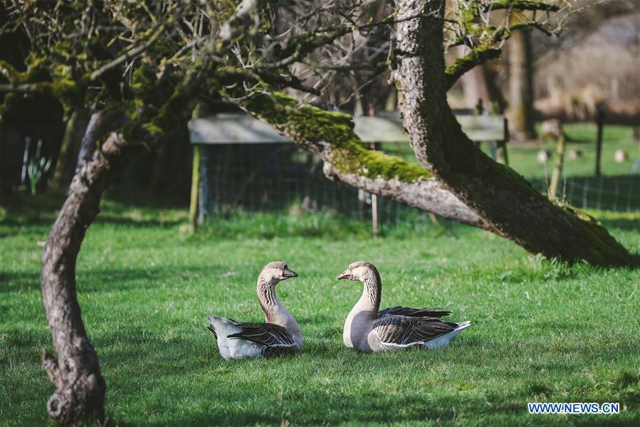 THE NETHERLANDS-GIETHOORN-LANDSCAPE-SPRING