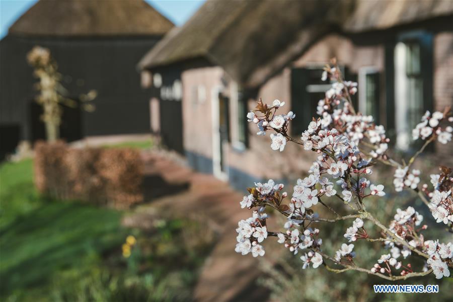 THE NETHERLANDS-GIETHOORN-LANDSCAPE-SPRING