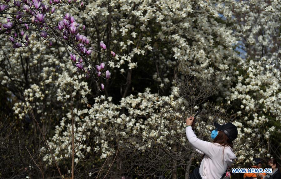 CHINA-XI'AN-SPRING-FLOWERS (CN)