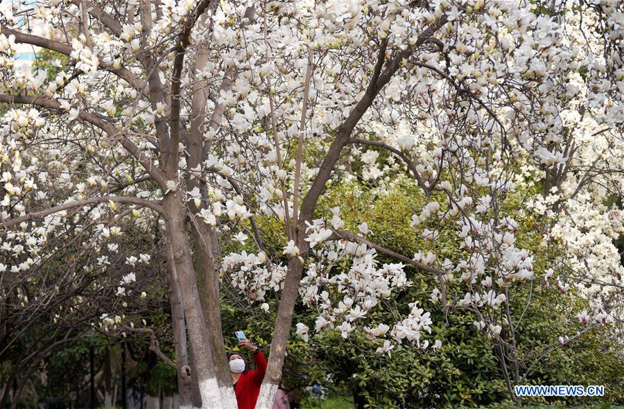 CHINA-XI'AN-SPRING-FLOWERS (CN)
