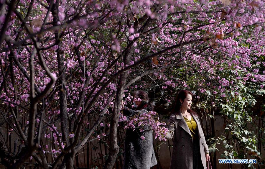 CHINA-XI'AN-SPRING-FLOWERS (CN)