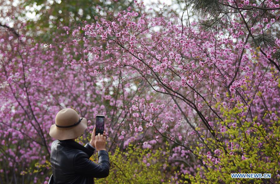 CHINA-XI'AN-SPRING-FLOWERS (CN)