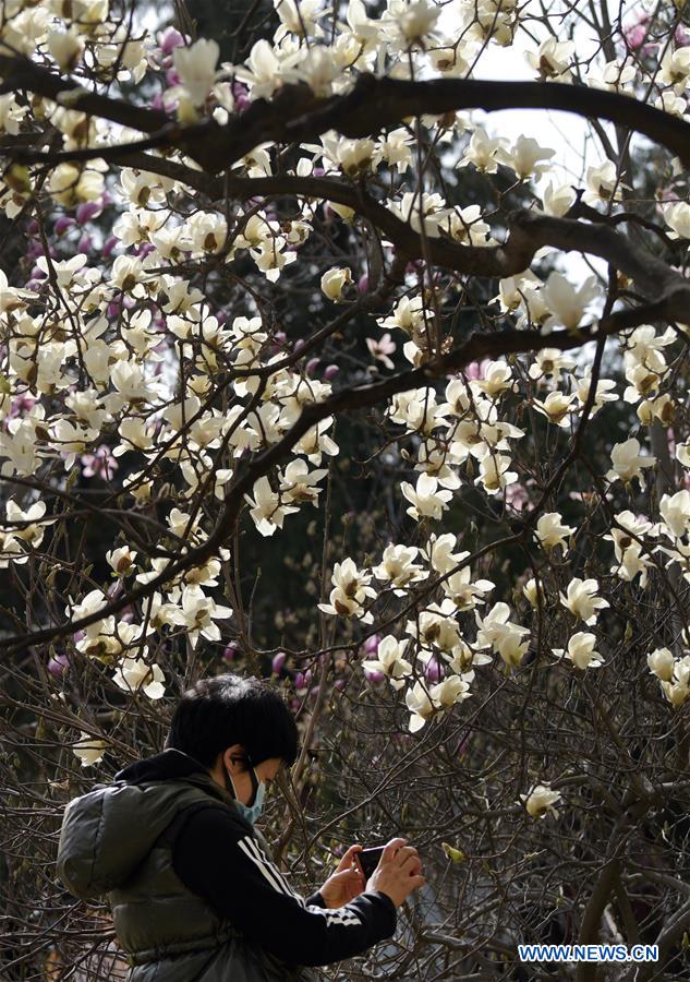 CHINA-XI'AN-SPRING-FLOWERS (CN)