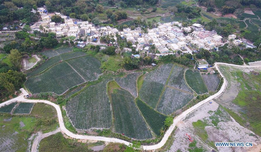 CHINA-HAINAN-POD PEPPER-HARVEST (CN)