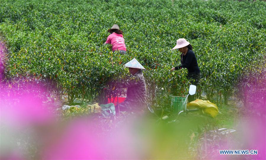 CHINA-HAINAN-POD PEPPER-HARVEST (CN)