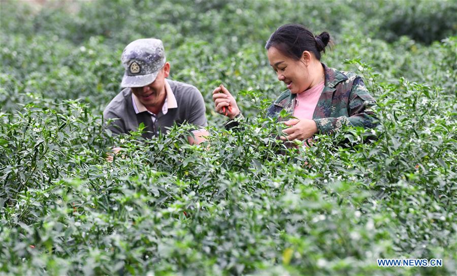 CHINA-HAINAN-POD PEPPER-HARVEST (CN)