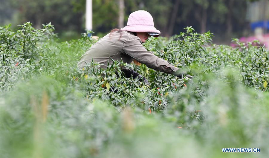 CHINA-HAINAN-POD PEPPER-HARVEST (CN)