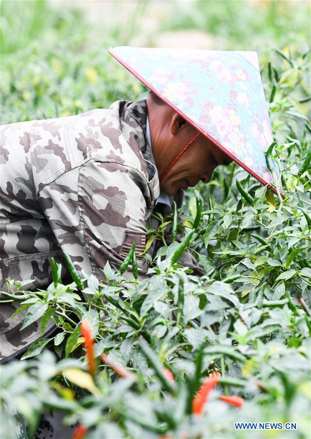 CHINA-HAINAN-POD PEPPER-HARVEST (CN)