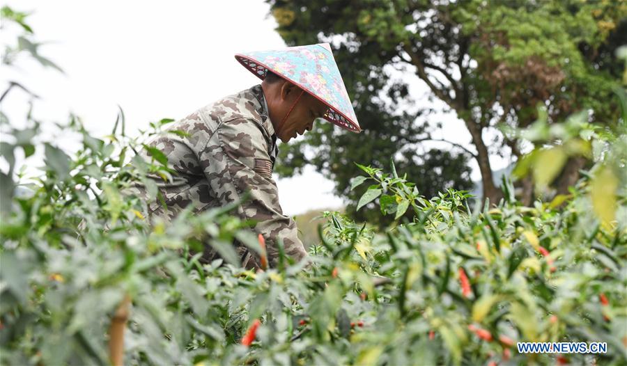 CHINA-HAINAN-POD PEPPER-HARVEST (CN)