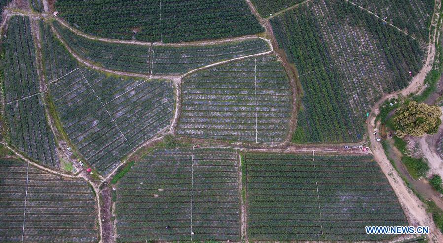 CHINA-HAINAN-POD PEPPER-HARVEST (CN)