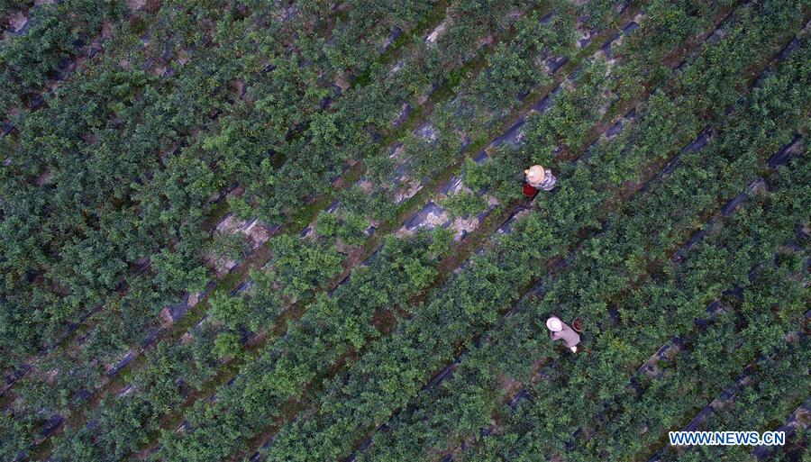 CHINA-HAINAN-POD PEPPER-HARVEST (CN)