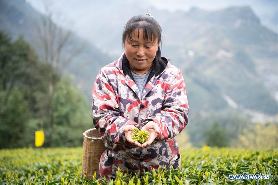 CHINA-HUNAN-SPRING TEA (CN)