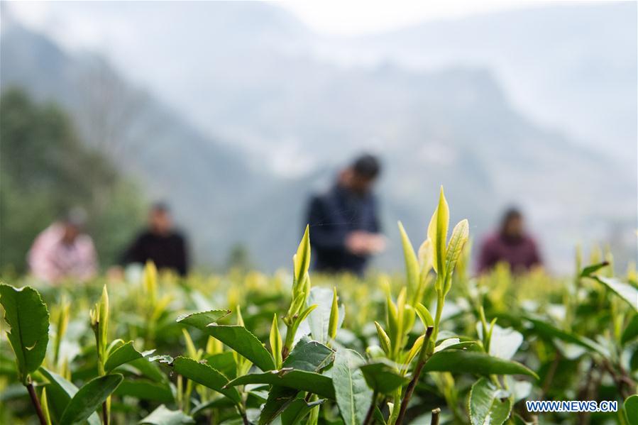 CHINA-HUNAN-SPRING TEA (CN)