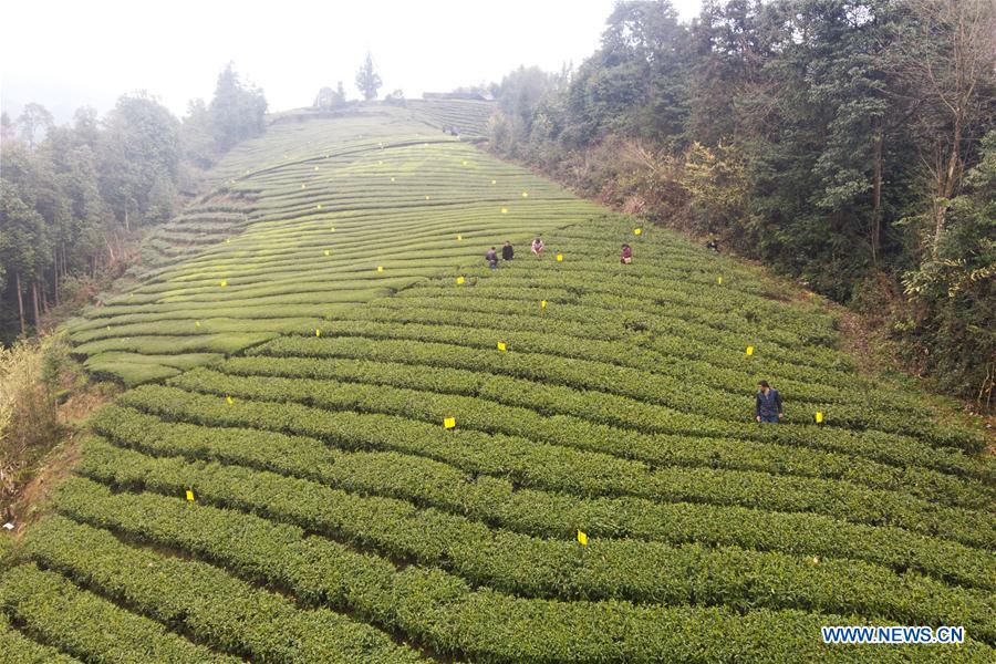 CHINA-HUNAN-SPRING TEA (CN)