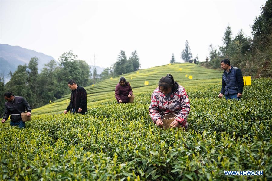CHINA-HUNAN-SPRING TEA (CN)