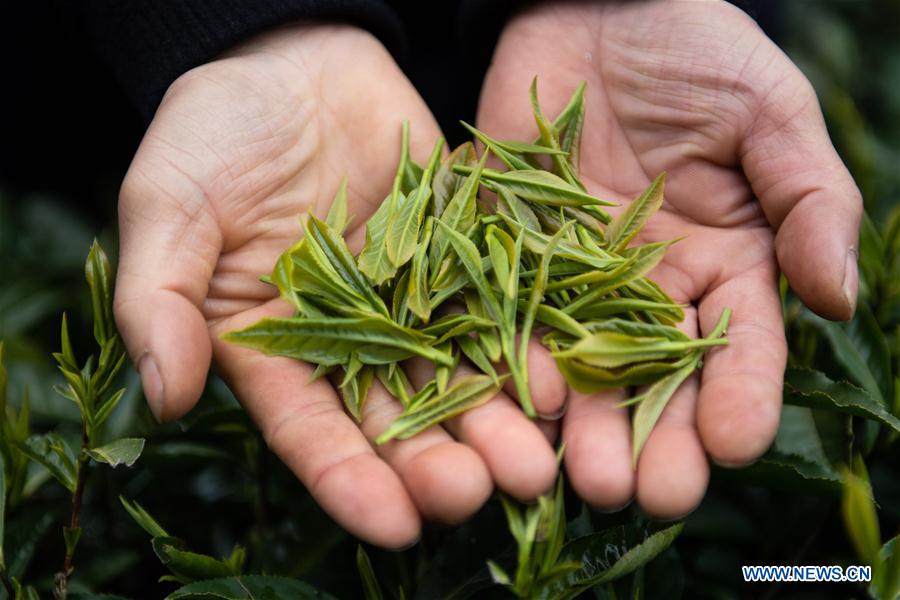 CHINA-HUNAN-SPRING TEA (CN)