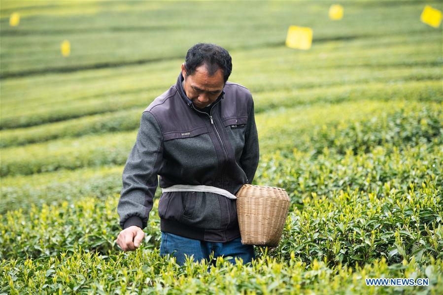 CHINA-HUNAN-SPRING TEA (CN)