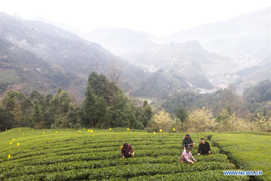 CHINA-HUNAN-SPRING TEA (CN)