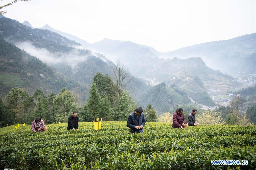 CHINA-HUNAN-SPRING TEA (CN)