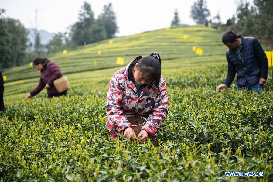 CHINA-HUNAN-SPRING TEA (CN)