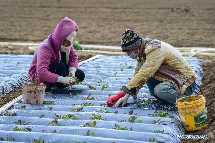 CHINA-YUNNAN-SHANGRI-LA-FARMING (CN)