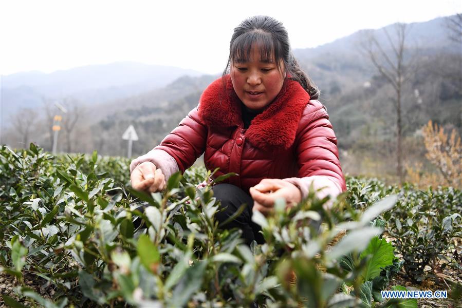 Farmers Busy Picking Tea Leaves As Weather Turns Warmer in NW China