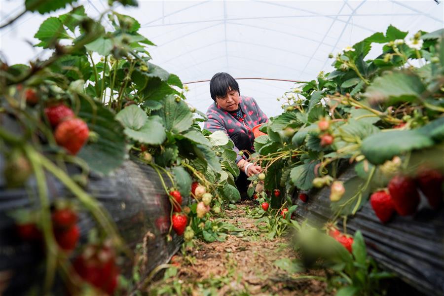 Agricultural Production Starts During Early Spring Season in Nanjing