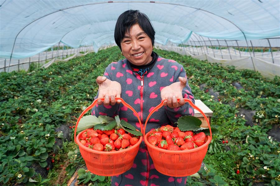 Agricultural Production Starts During Early Spring Season in Nanjing