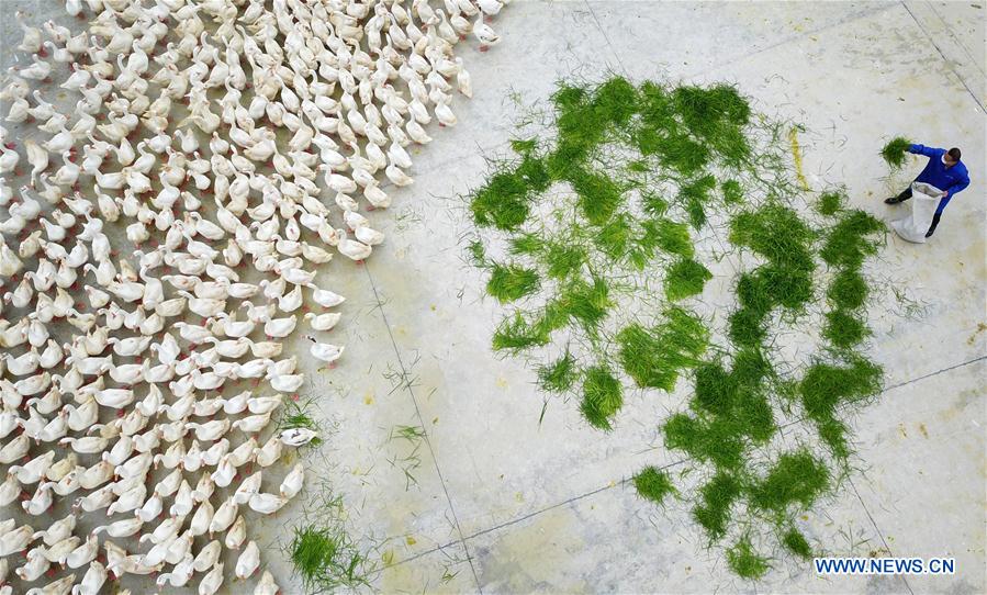 CHINA-GUIZHOU-POVERTY ALLEVIATION (CN)