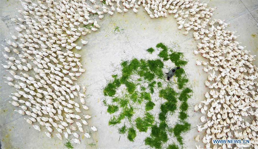 CHINA-GUIZHOU-POVERTY ALLEVIATION (CN)