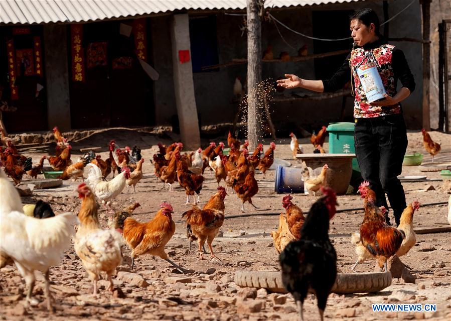 CHINA-HENAN-POVERTY ALLEVIATION (CN)