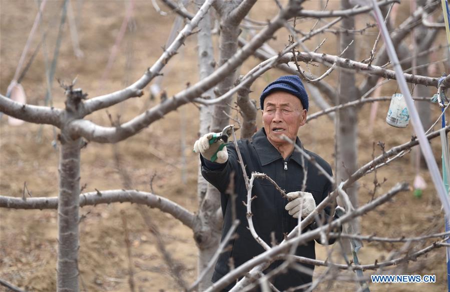 CHINA-HEBEI-DINGZHOU-FRUIT TREE PRUNING (CN)