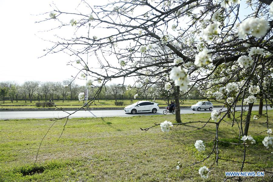 PAKISTAN-ISLAMABAD-SPRING