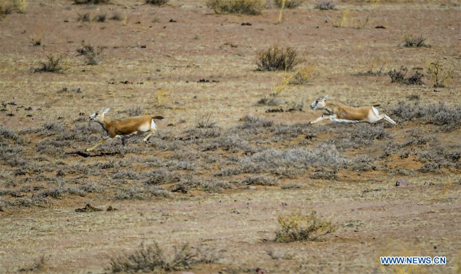 CHINA-INNER MONGOLIA-WILD ANIMALS (CN)