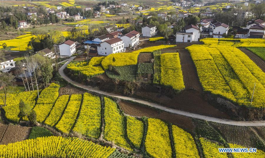 CHINA-SHAANXI-YANGXIAN-RAPE FLOWERS (CN)