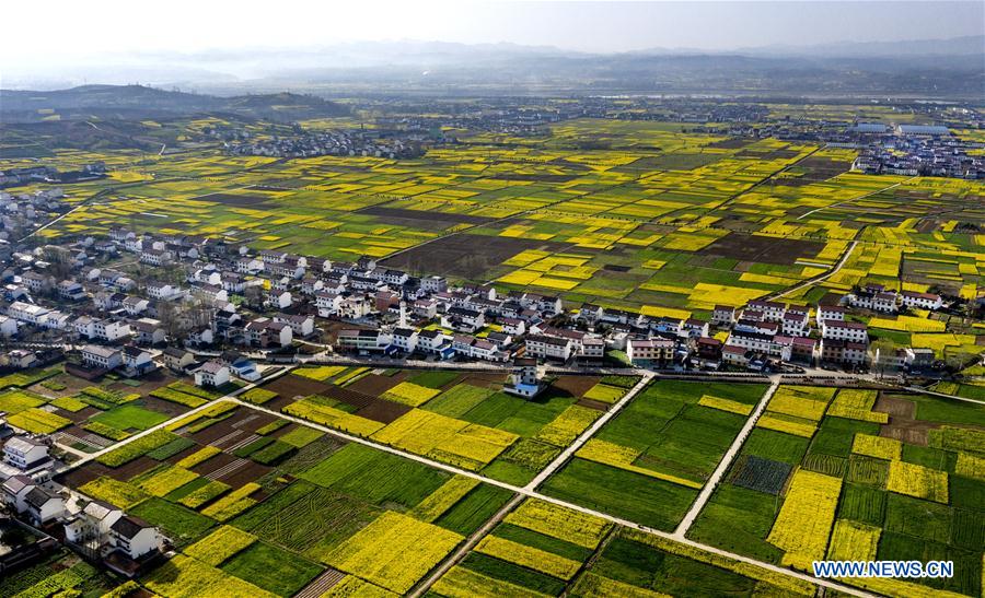 CHINA-SHAANXI-YANGXIAN-RAPE FLOWERS (CN)