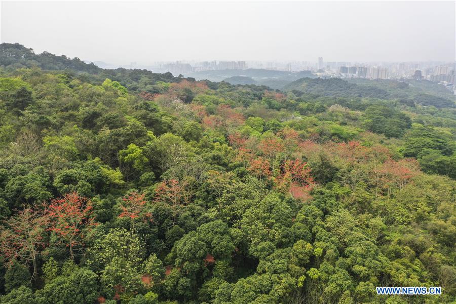 CHINA-GUANGXI-NANNING-SPRING SCENERY (CN)