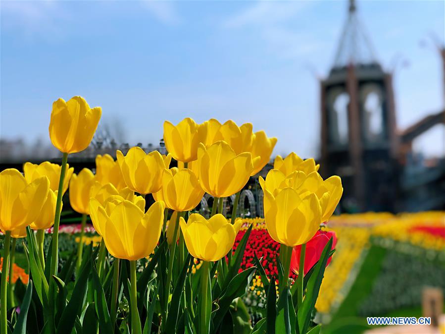 CHINA-SHANGHAI-SPRING (CN)