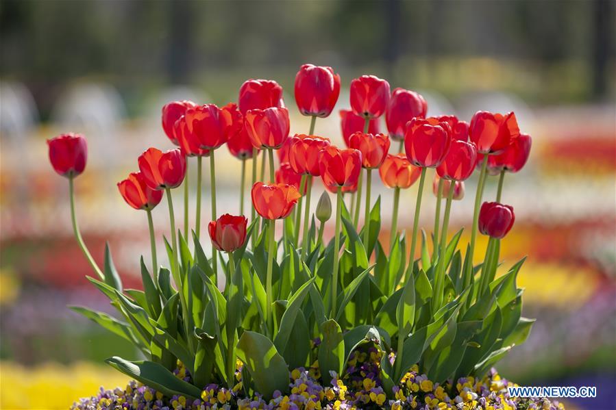 CHINA-SHANGHAI-SPRING (CN)