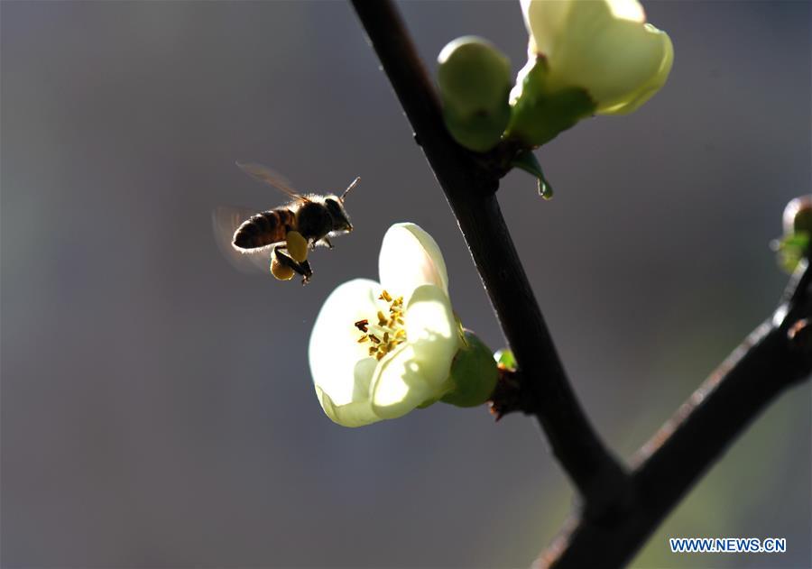 CHINA-SHANGHAI-SPRING (CN)