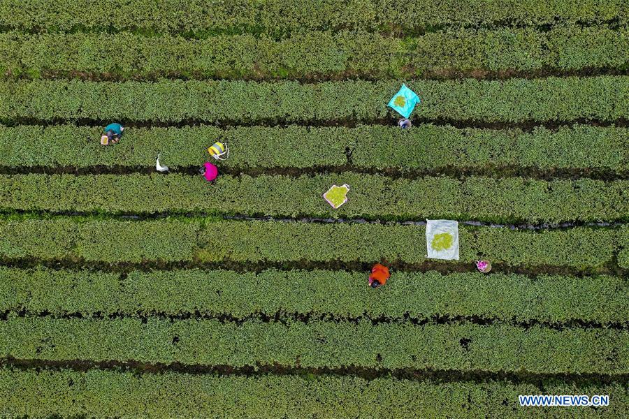 CHINA-CHONGQING-SPRING TEA (CN)