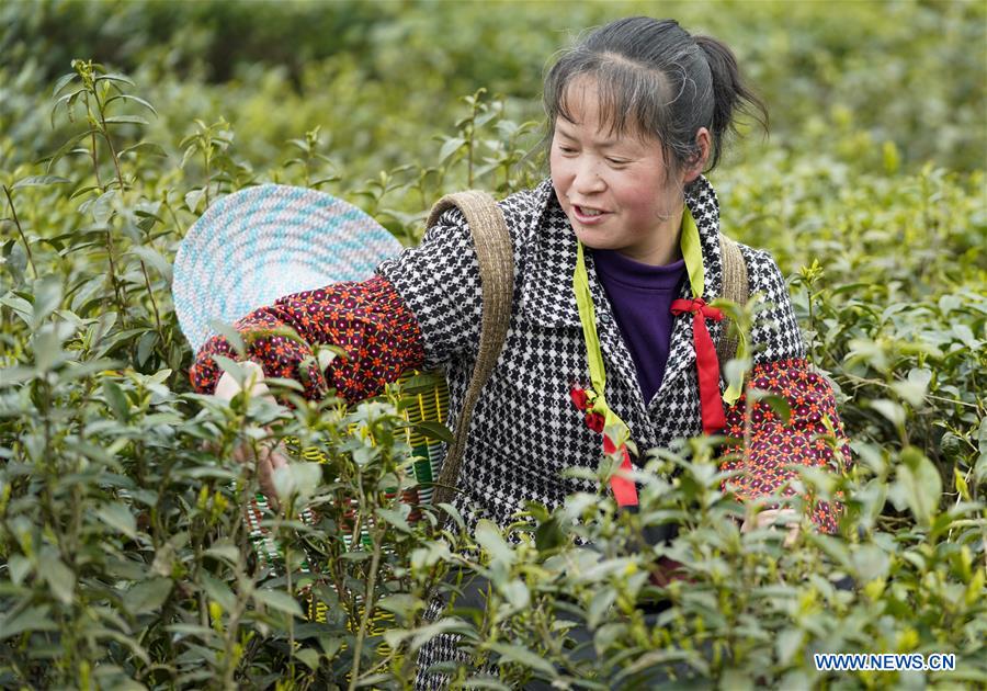 CHINA-CHONGQING-SPRING TEA (CN)